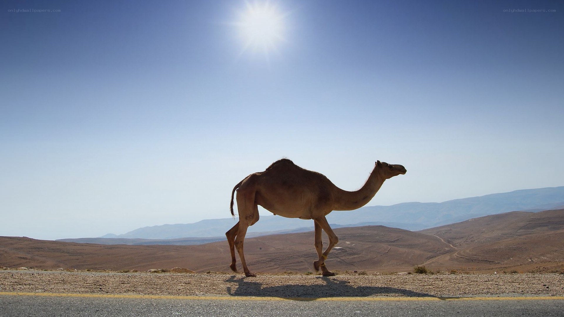 Camel crossing a desert road