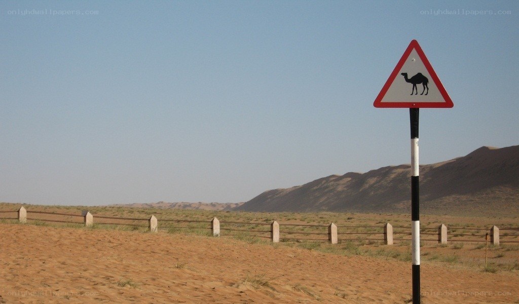 Camel crossing sign in desert