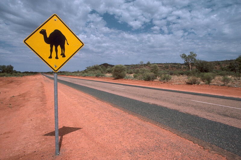 Camel crossing sign on desert road
