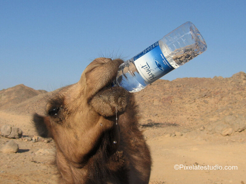 camel drinking from bottle