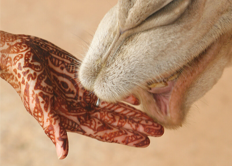 camel drinking from hennaed hand