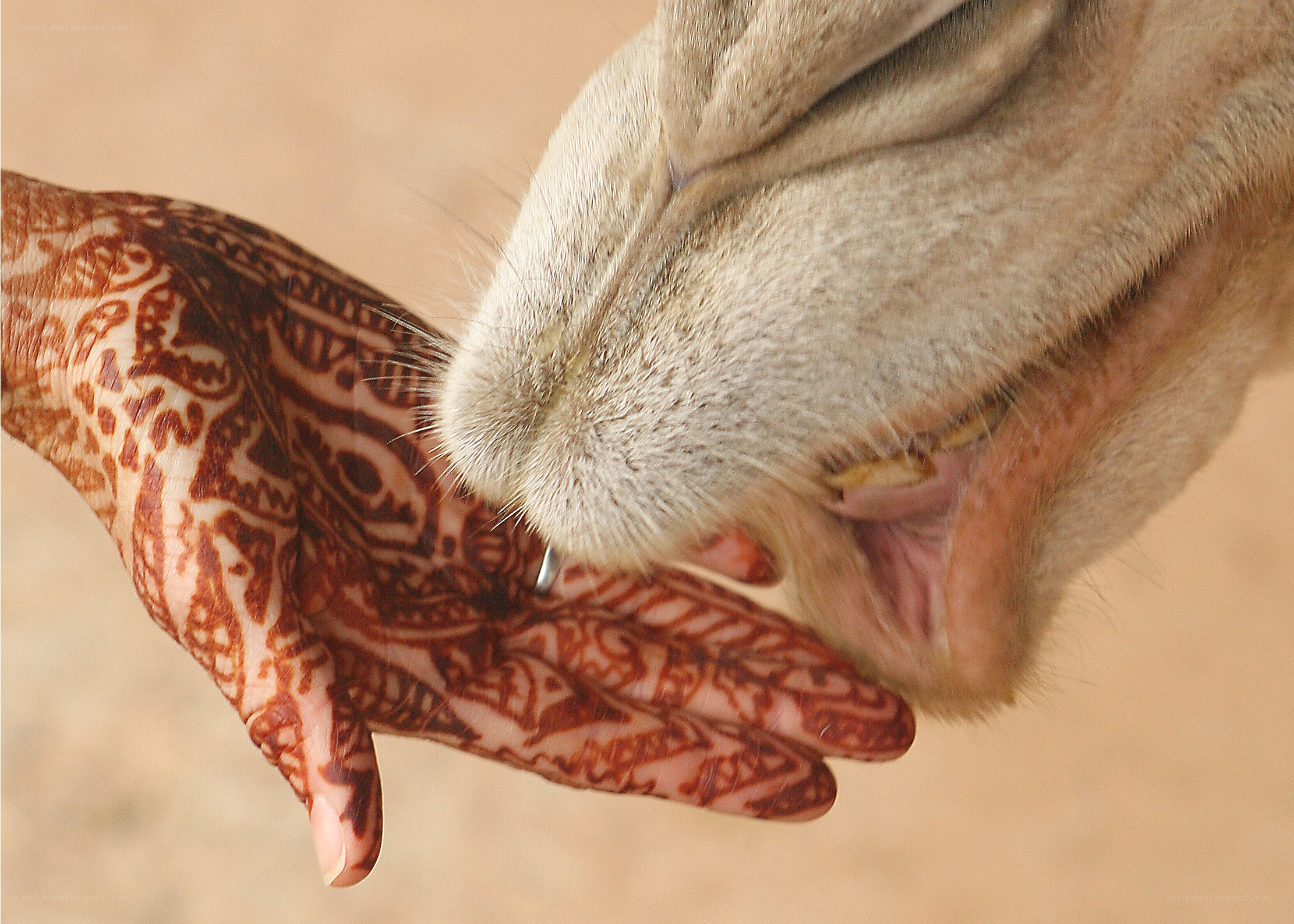 camel drinking from hennaed hand