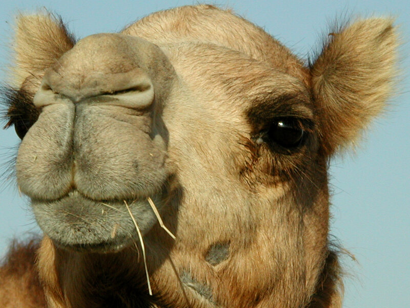 Camel Face Close-up
