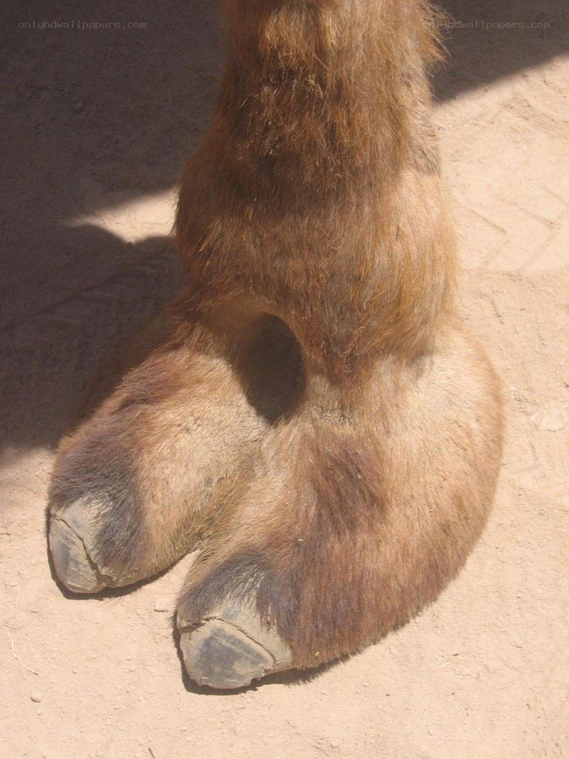 camel foot close-up