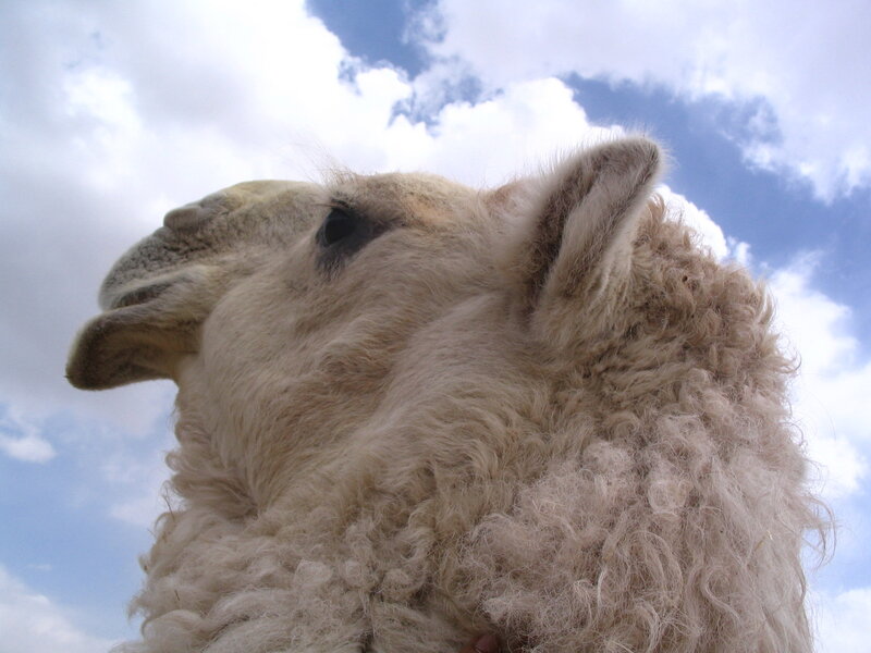 camel head against sky