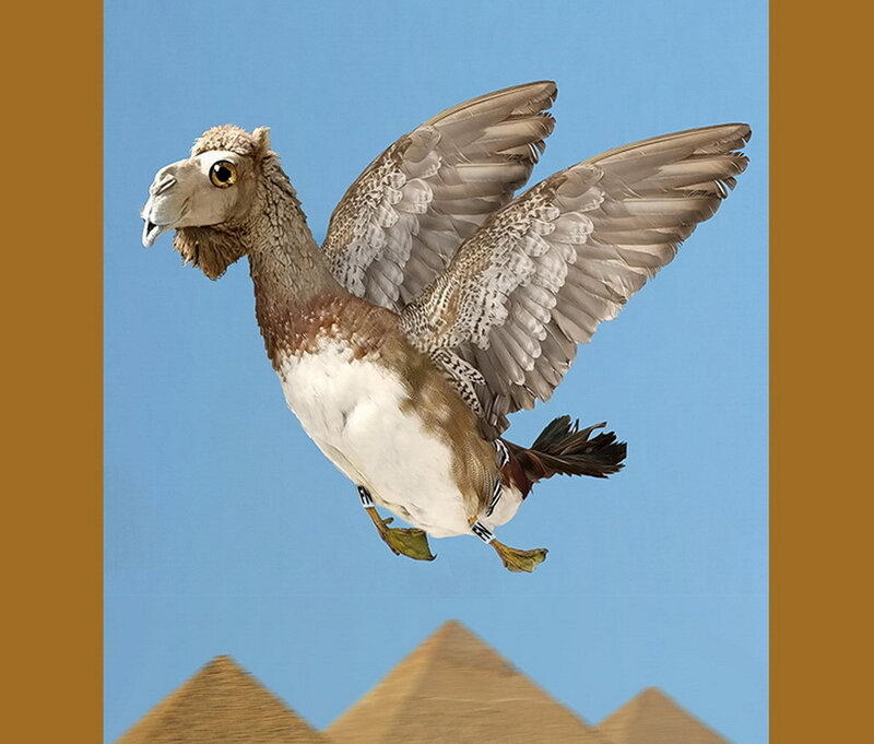 camel-headed bird flying