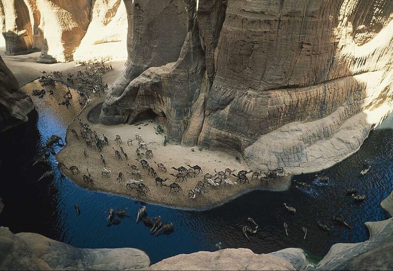 Camel herd at oasis