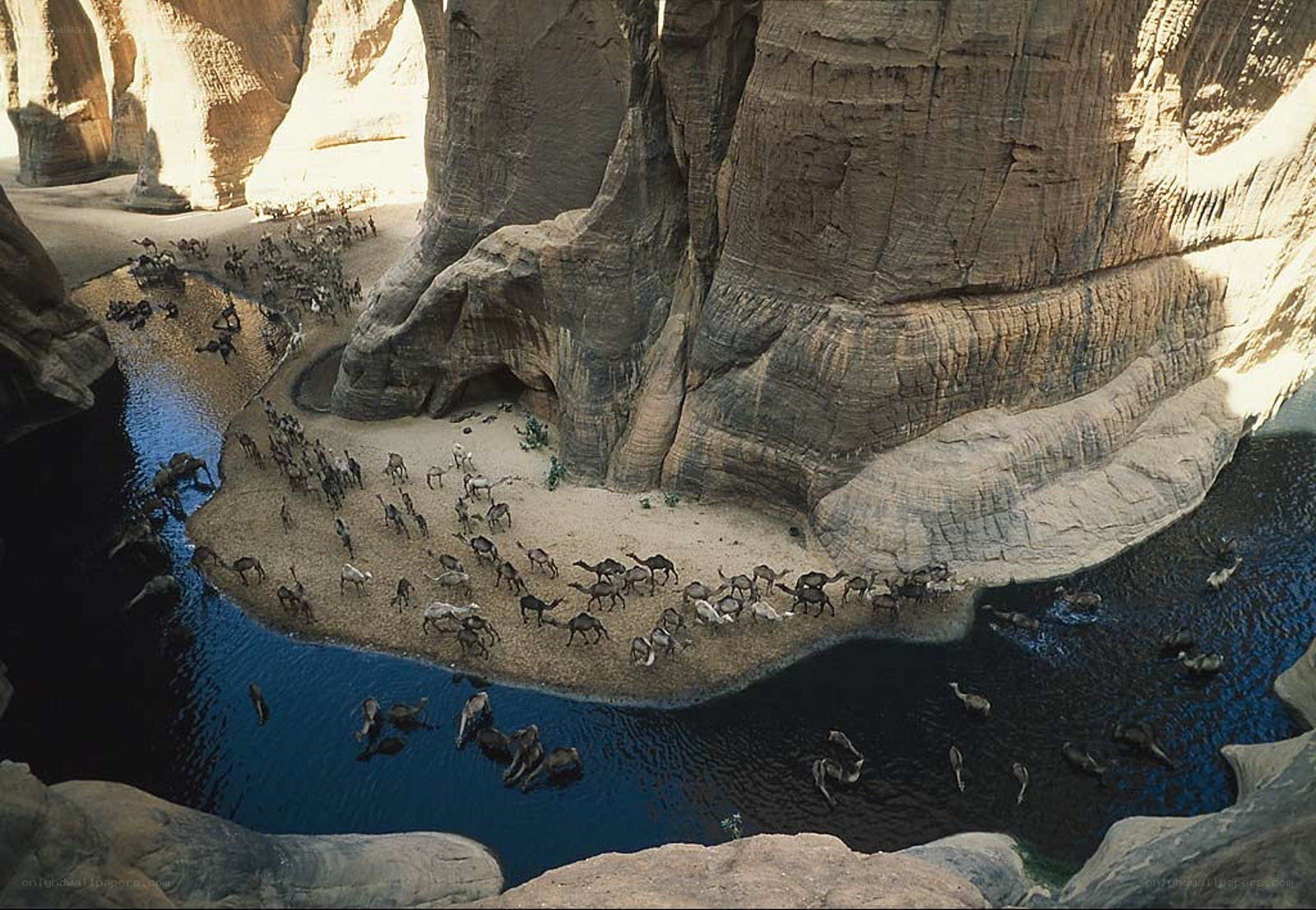 Camel herd at oasis
