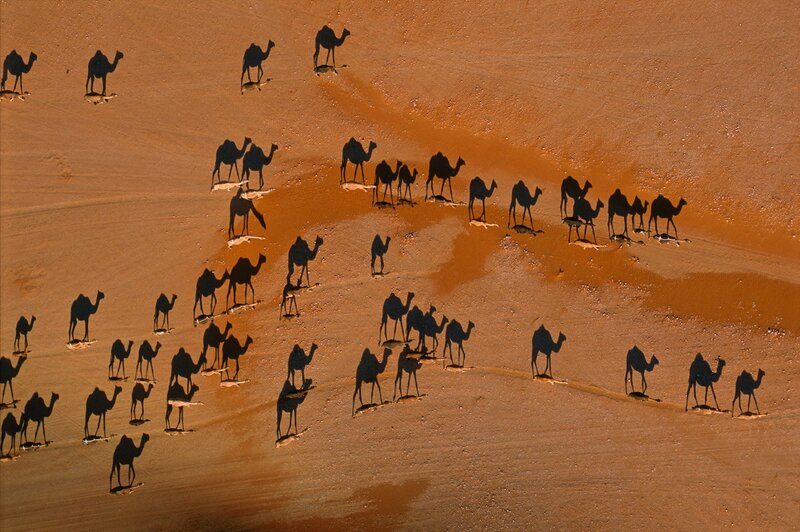 Camel Herd in Desert