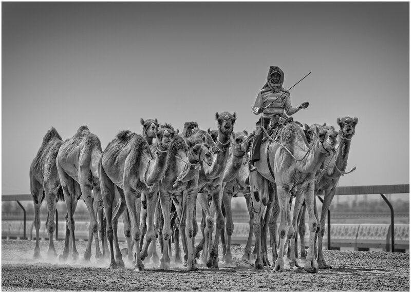 Camel Herder with Camels