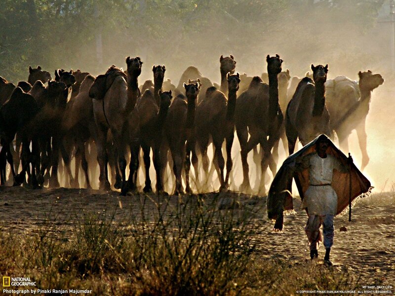 Camel herder with caravan