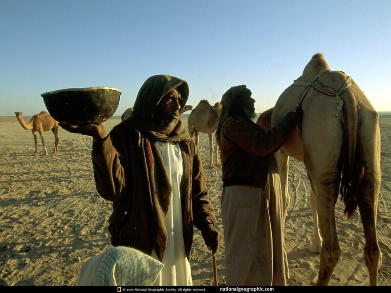 Camel herders in the desert