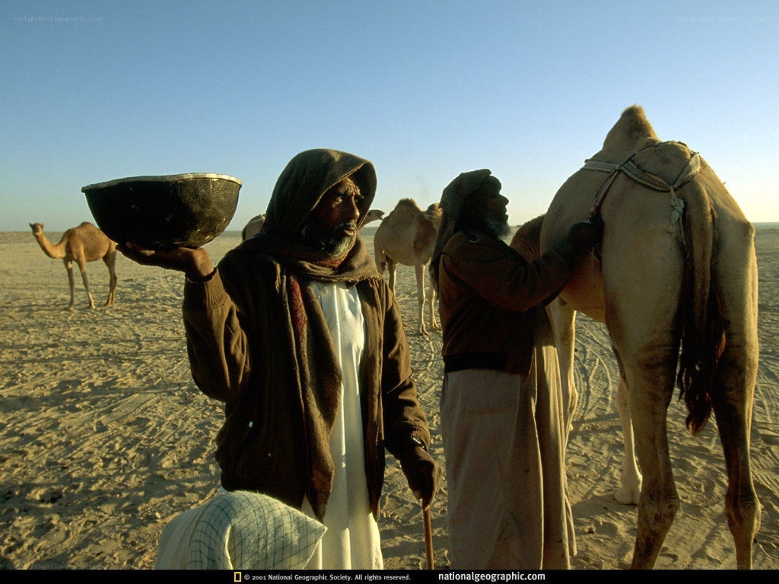 Camel herders in the desert