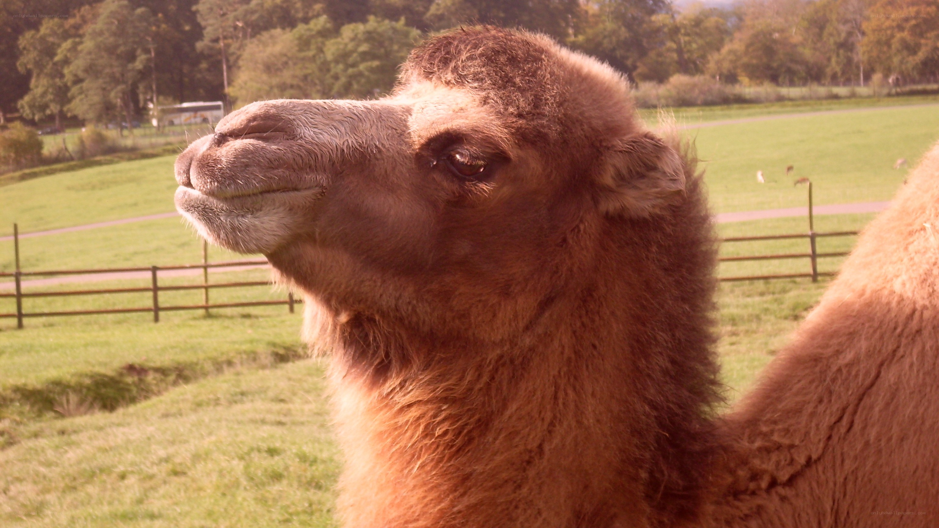 camel in a grassy field