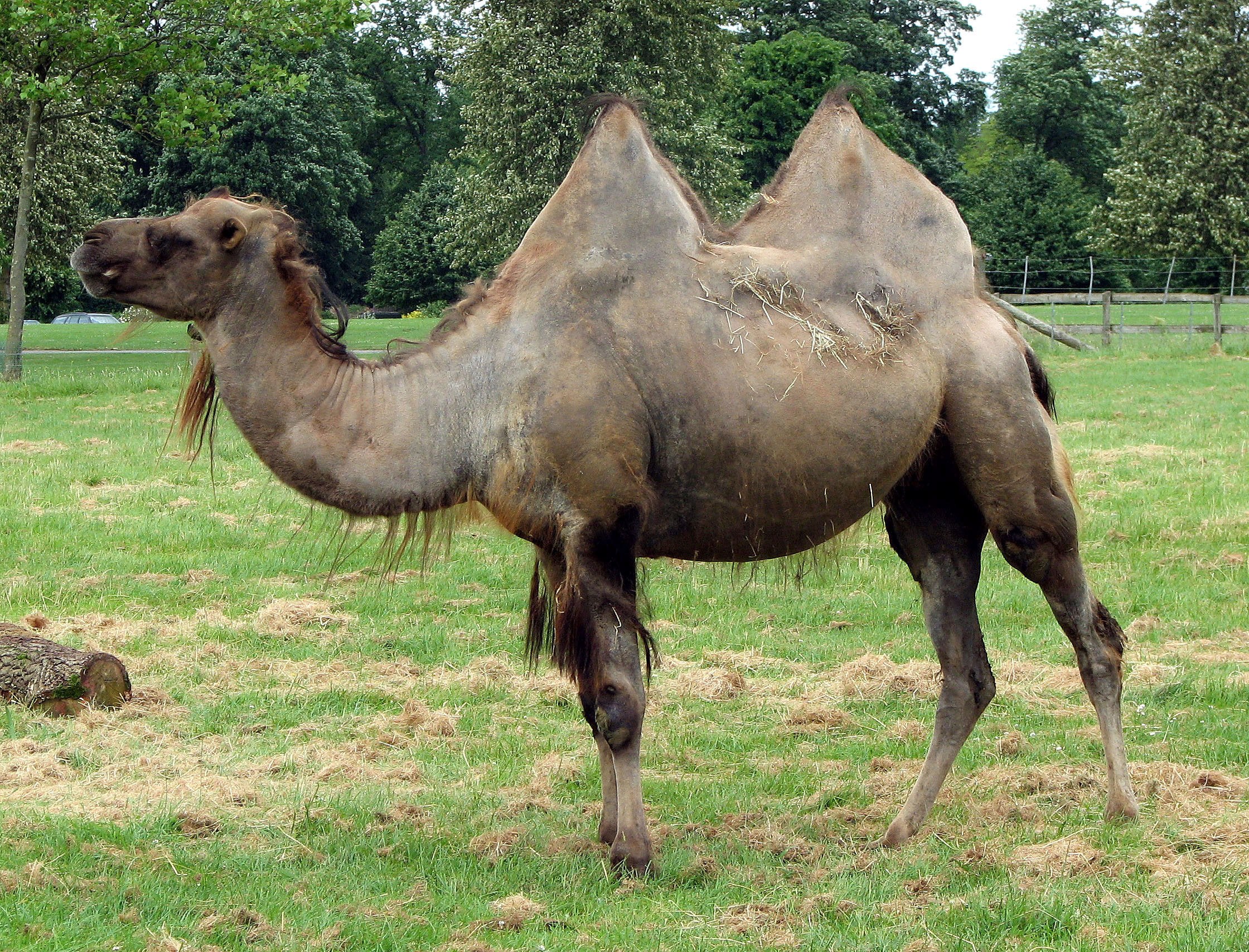 Camel in a grassy field