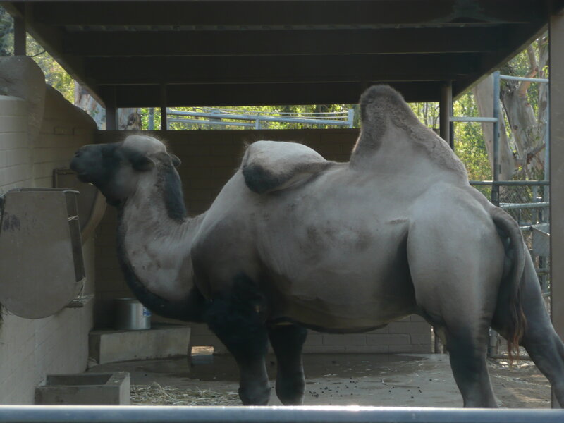 Camel in an enclosure