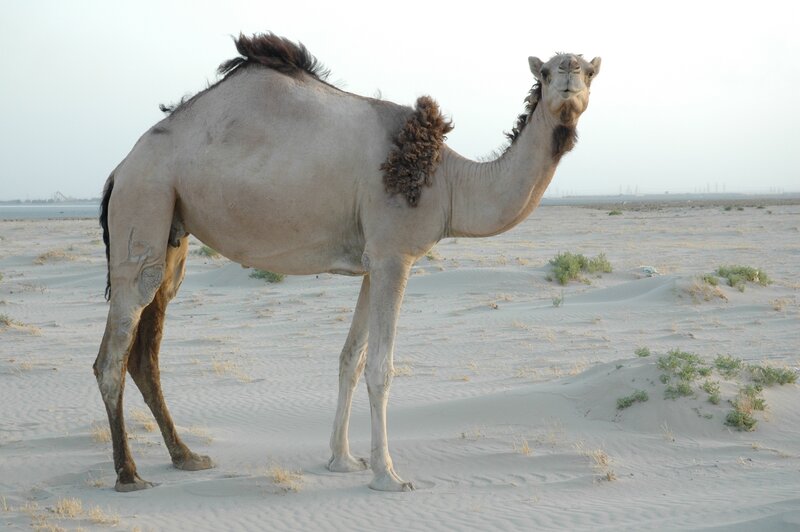 Camel in Desert — Beige, Calm