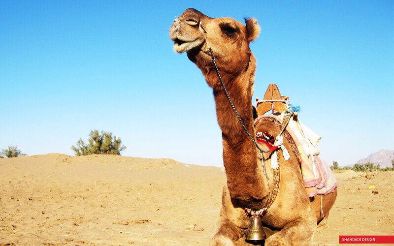 Camel in Desert — Blue