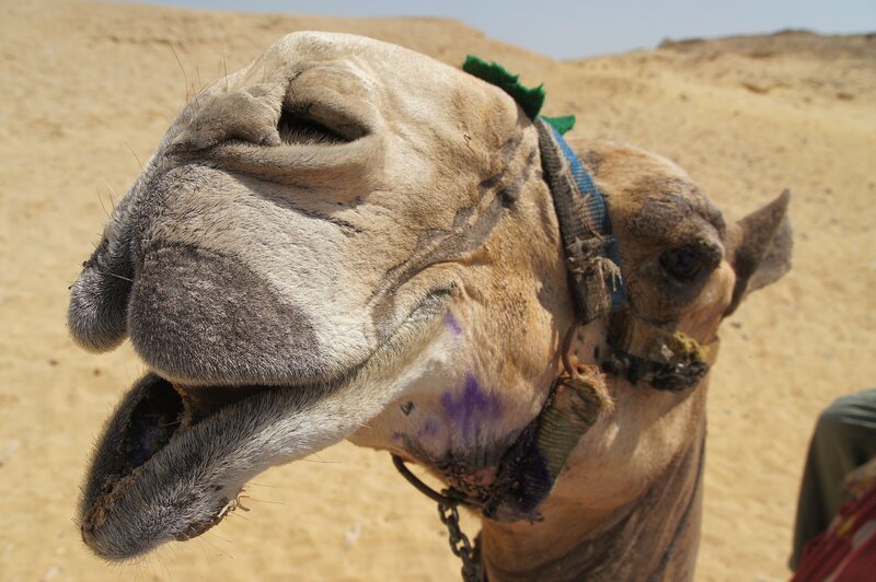 Camel in Desert — Brown, Dry