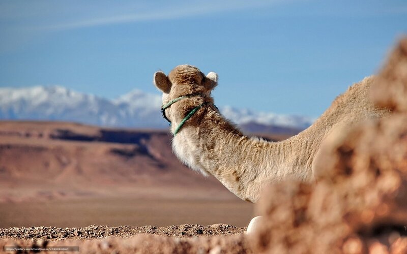 Camel in Desert — Brown, Serene, Afternoon
