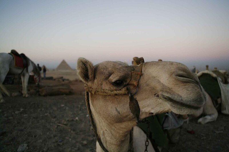 Camel in Desert — Brown, Serene, Sunset, Photograph