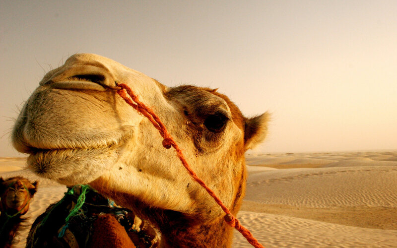 Camel in Desert — Brown, Serene