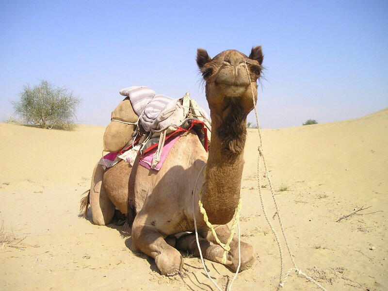 Camel in Desert — Brown