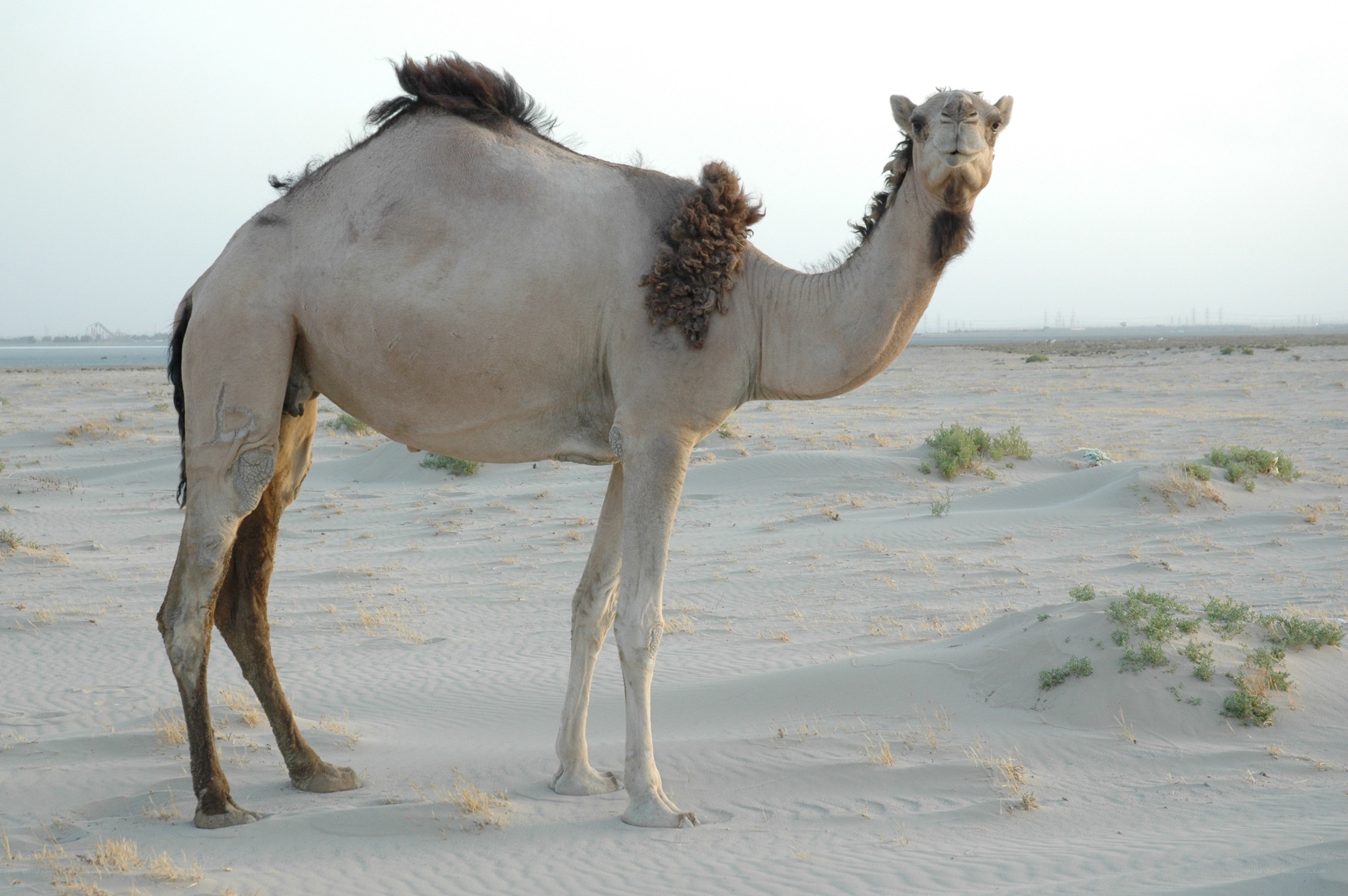 camel in desert landscape