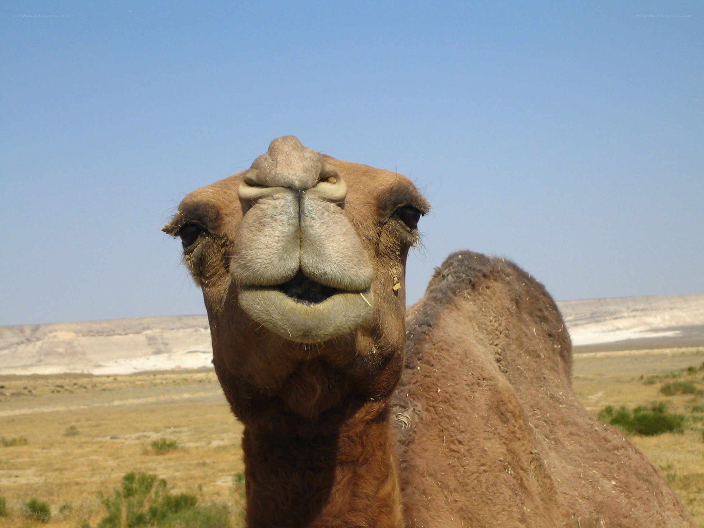 camel in desert landscape