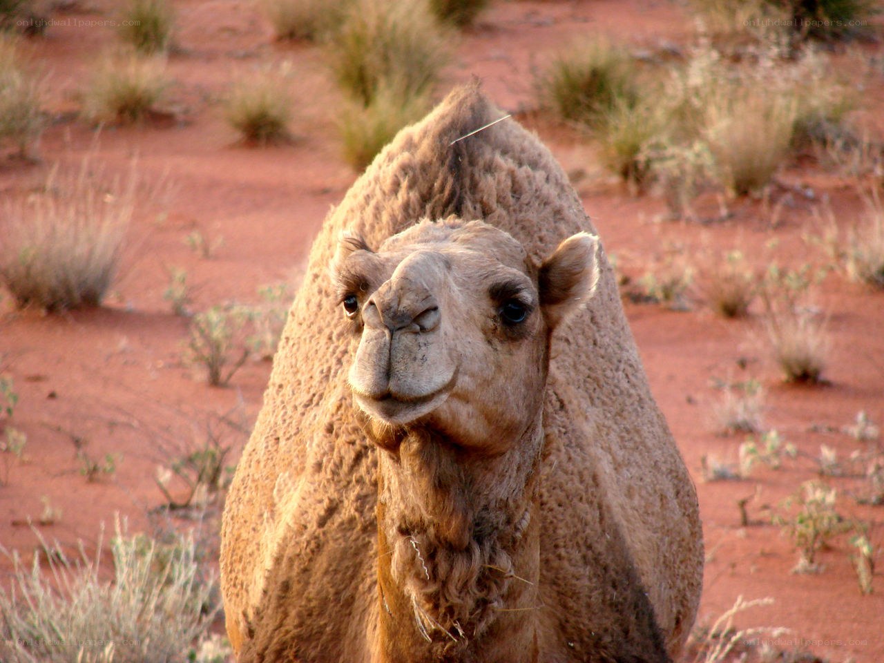 camel in desert landscape