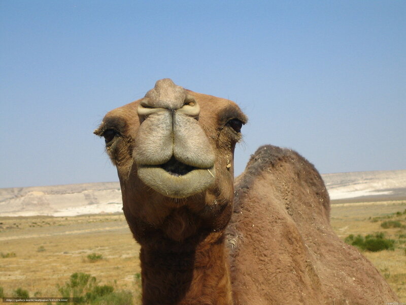 camel in desert landscape