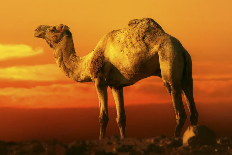 Camel in Desert — Orange