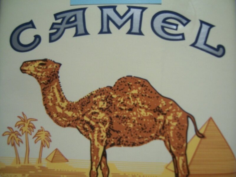 Camel in Desert Scene