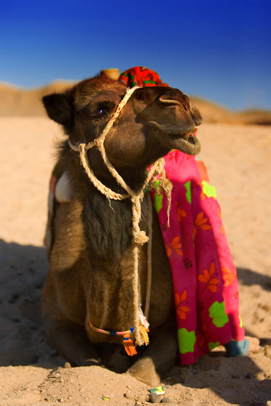 camel in desert with colorful cloth