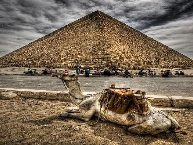 Camel in front of a pyramid