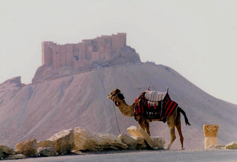 Camel in front of ancient fortress