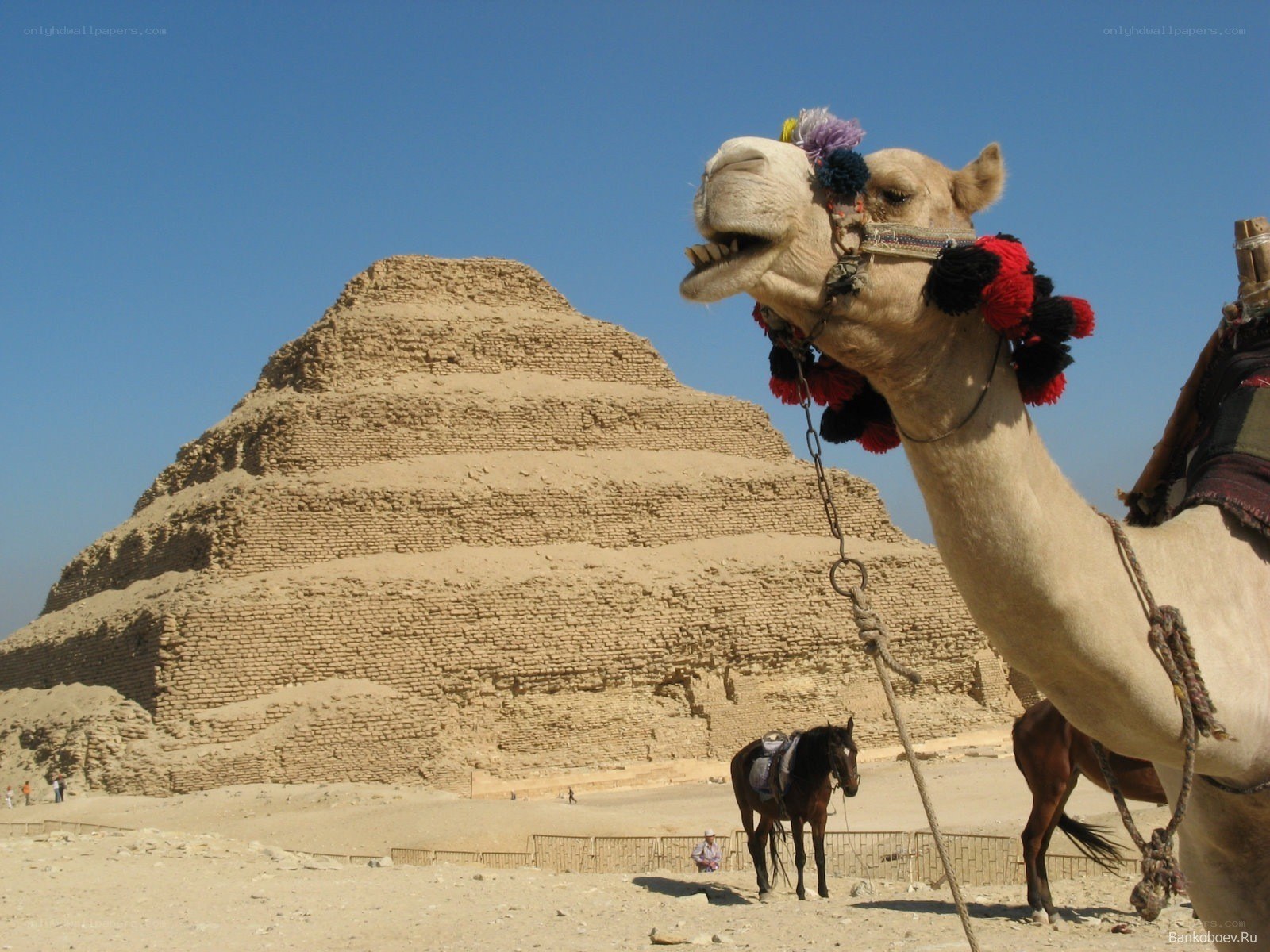 Camel in front of pyramid