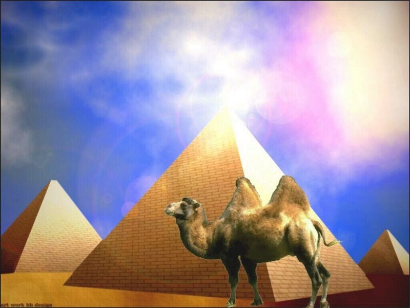 Camel in front of pyramids