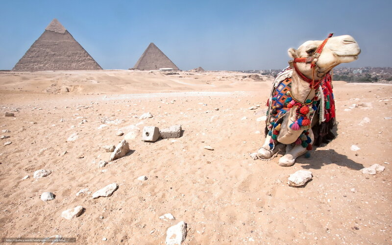 Camel in front of pyramids