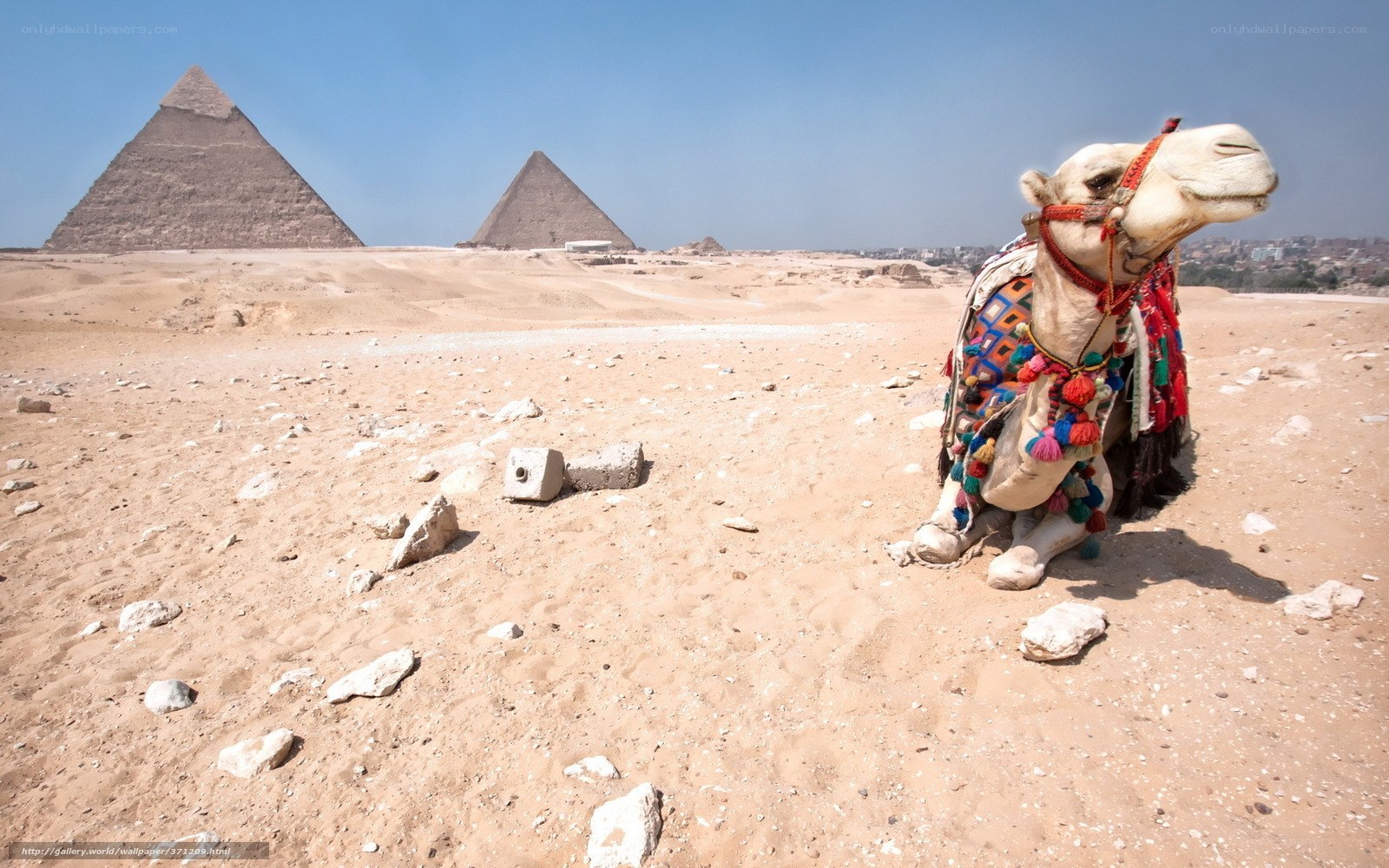 Camel in front of pyramids