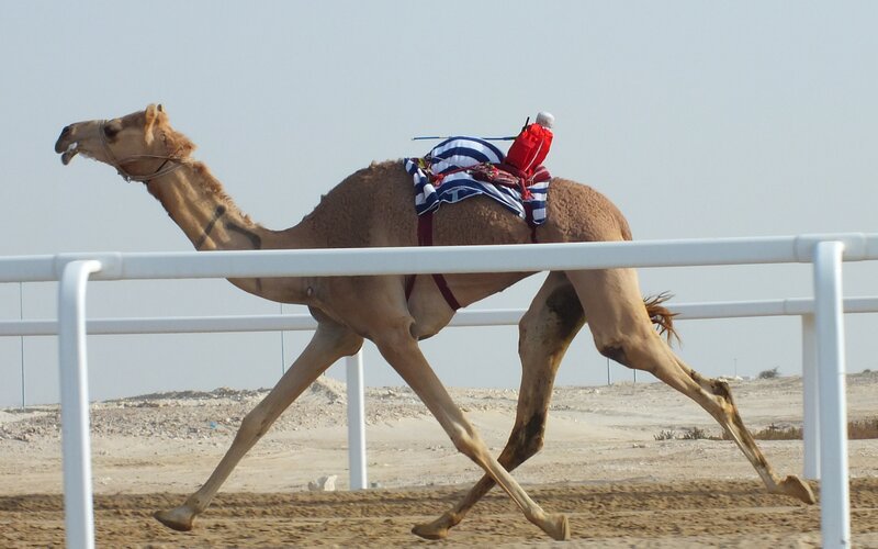 Camel in Motion