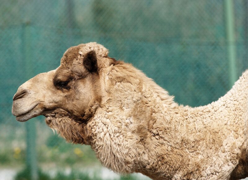 camel in profile view