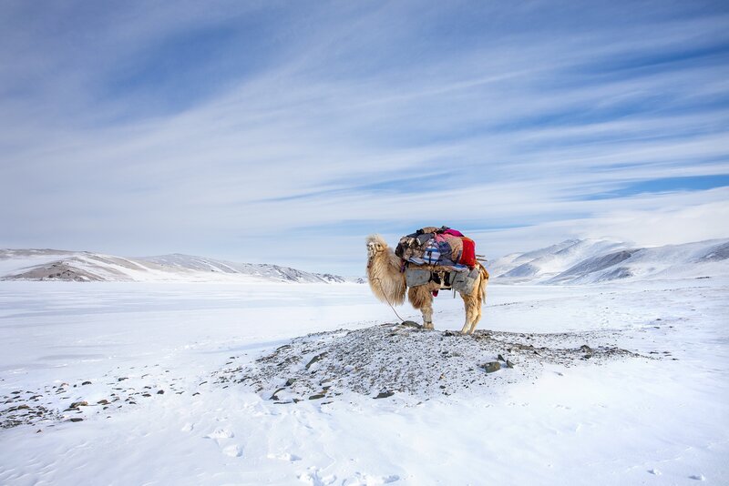 Camel in Snowy Landscape