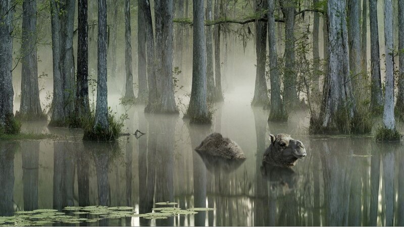 camel in swamp forest