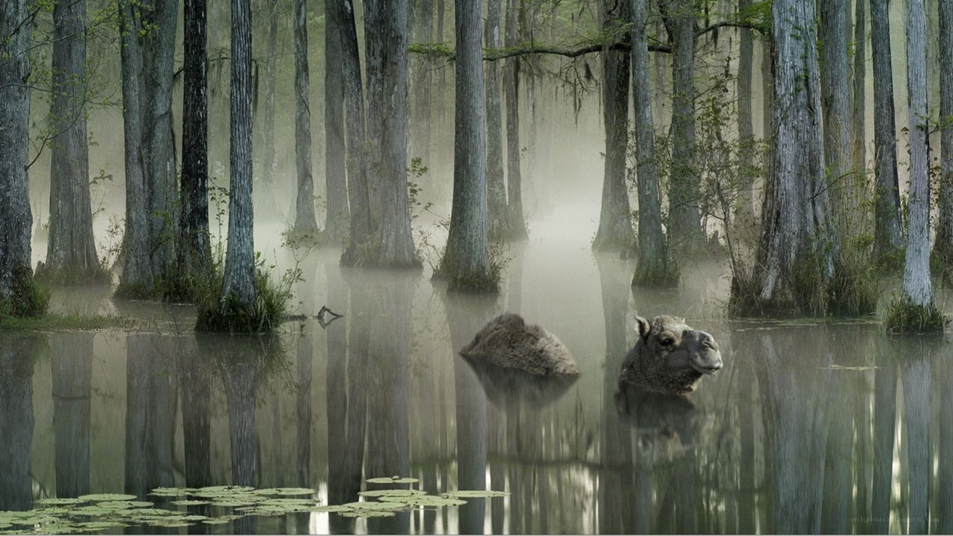 camel in swamp forest