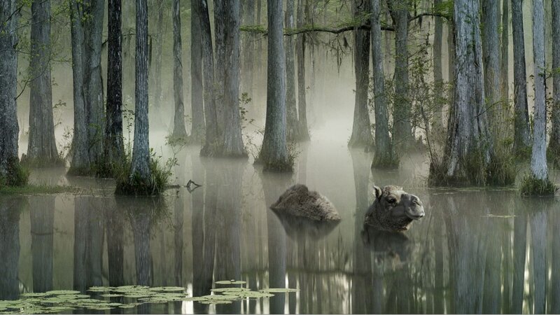 Camel in Swamp
