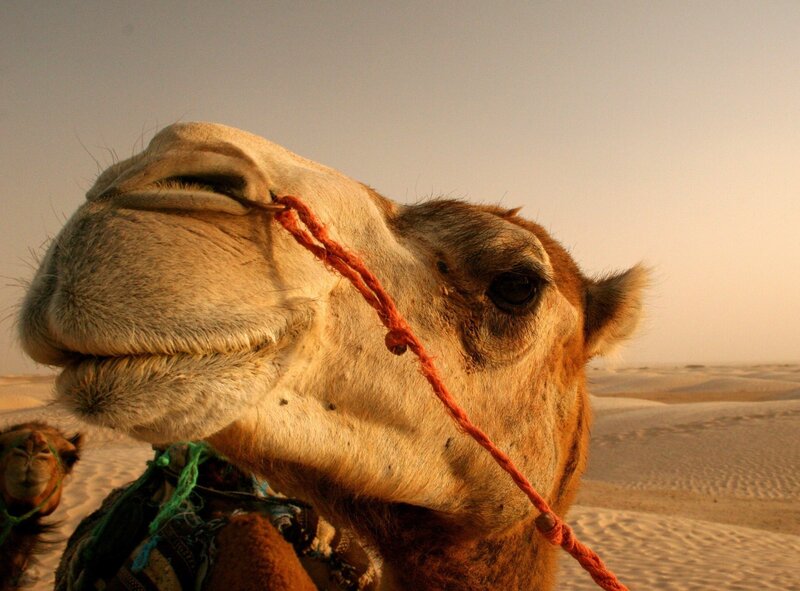 camel in the desert