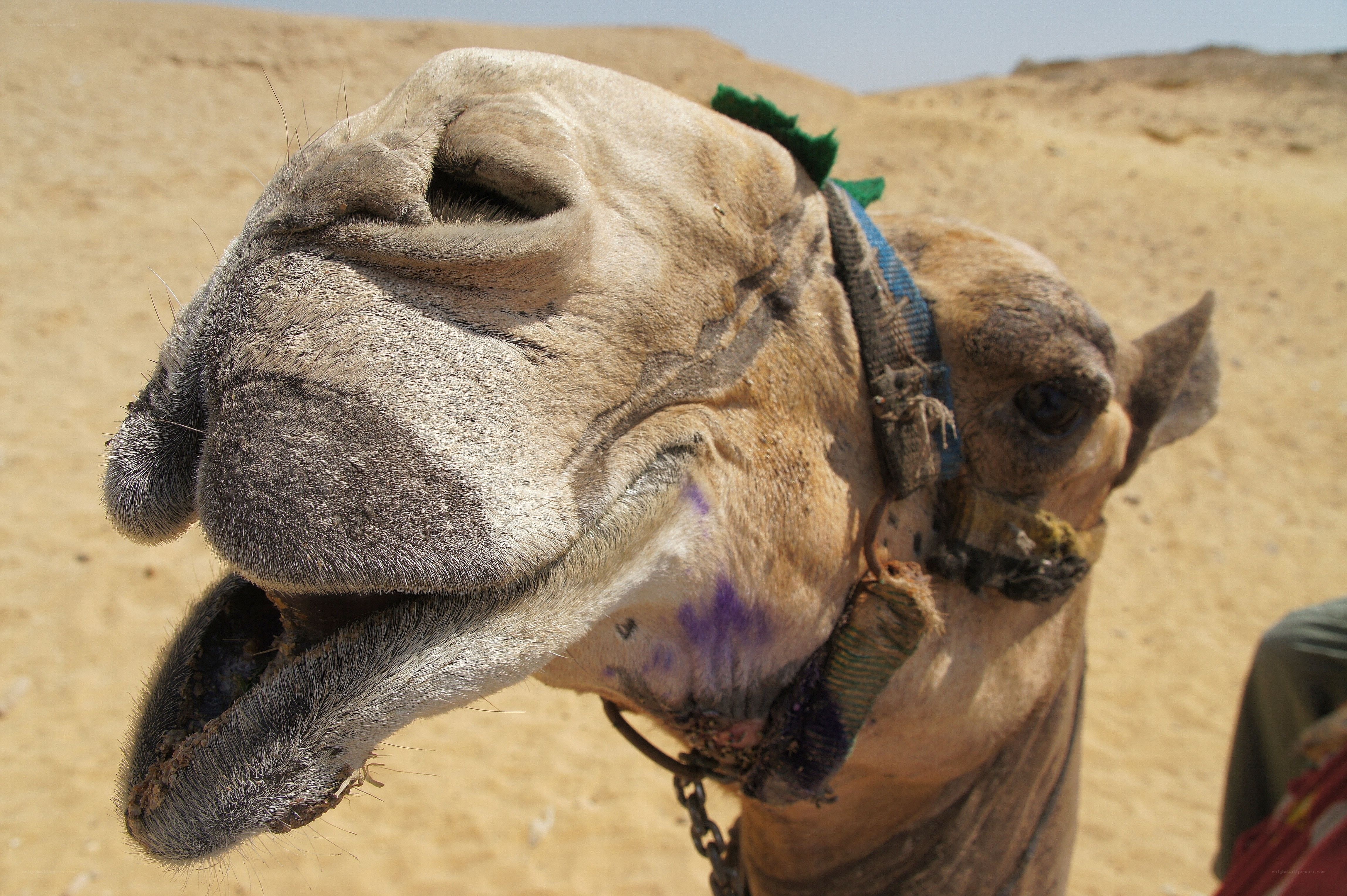 camel in the desert