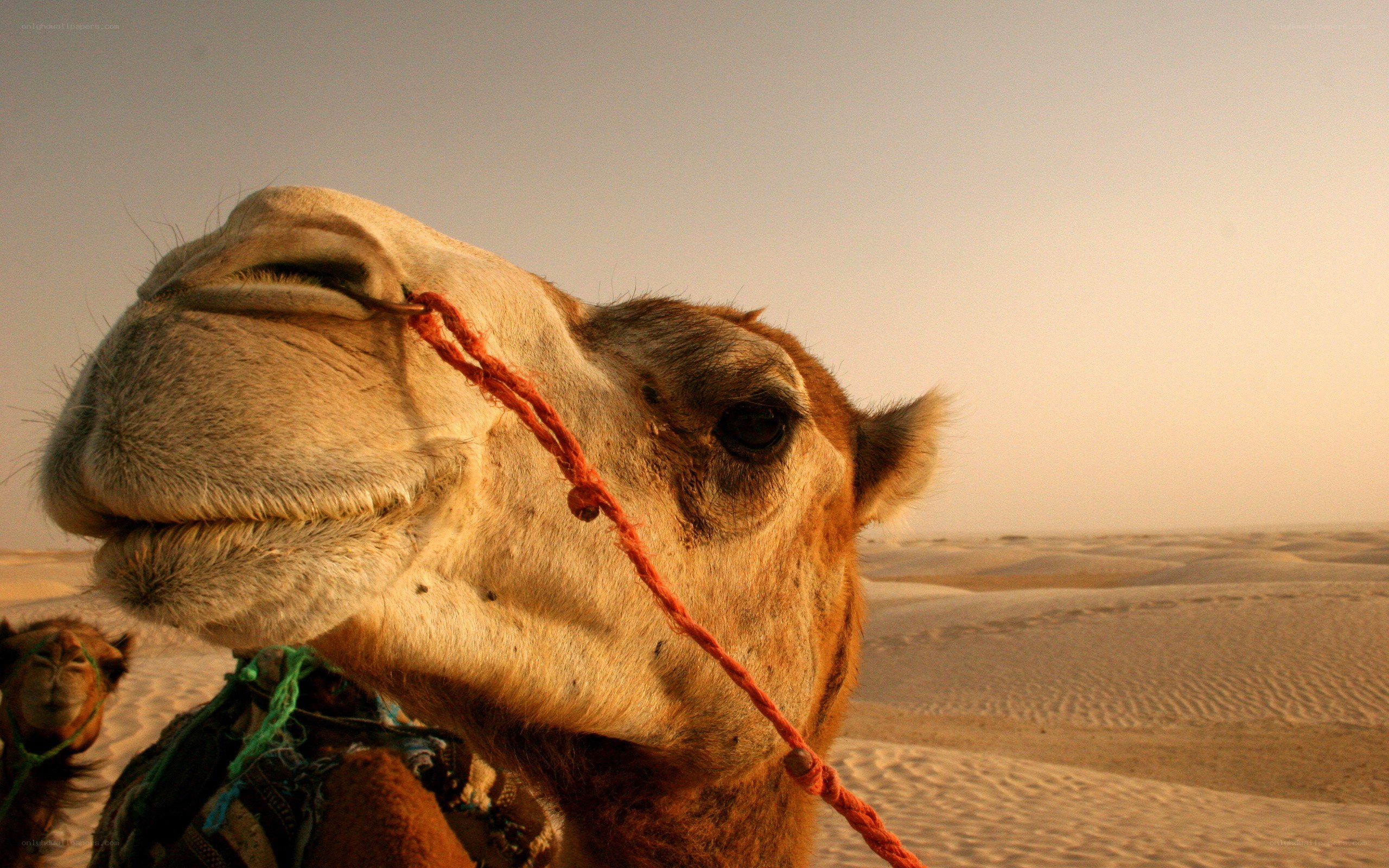 camel in the desert