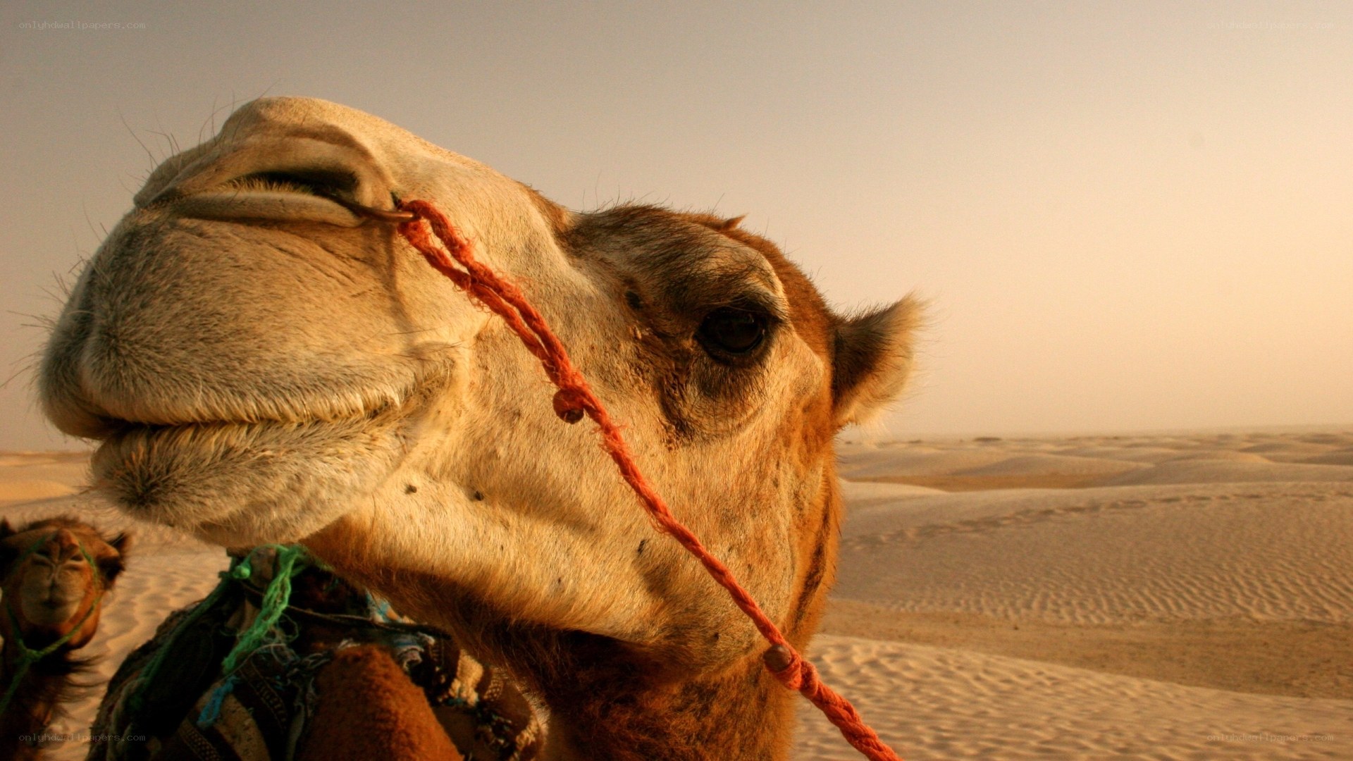 camel in the desert